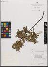 Foto von Salix waldsteiniana Willd.